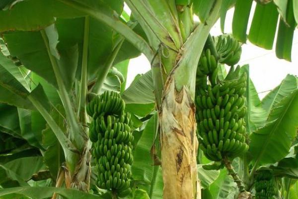 Short course: Policies for food security and agribusiness: tools for sustainable rural development.